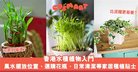 芙蓉擺放位置|芙蓉種植風水：誰家庭院最適合？